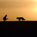 Le dressage pour chien